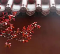 雅啦咪c1fbmhrrshk2zbs