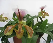 K?M%&amp;兜€爒NJ~賗?秢サ?"?壼篍\蹪gs的简单介绍-开云官方网站